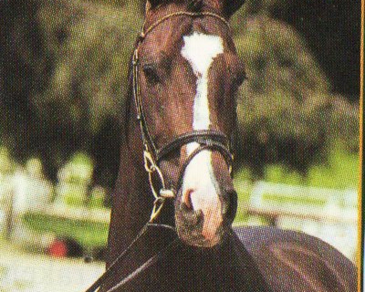 Deckhengst Castillion (Holsteiner, 1991, von Caretino)