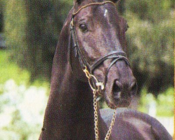 stallion Proton (Württemberger, 1994, from Patriarch I)