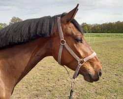 Springpferd Ikarus van Lage (Zangersheide Reitpferd, 2018, von I'm Special de Muze)