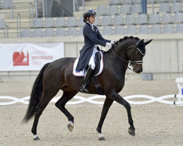 dressage horse Samira O (Oldenburg, 2015, from Franziskus FRH)