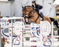 jumper Ace (Holsteiner, 2015, from Acodetto I)