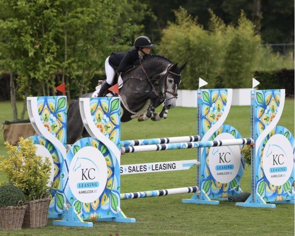 jumper Orlando Vz (KWPN (Royal Dutch Sporthorse), 2019, from Cicero Z van Paemel)