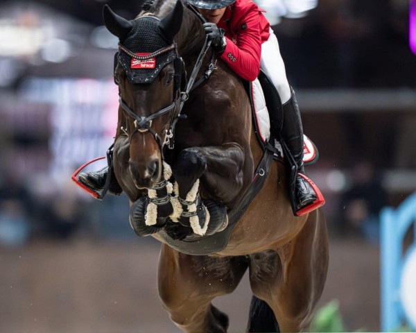 broodmare STADESSA (Westphalian, 2015, from Stakkato Gold)