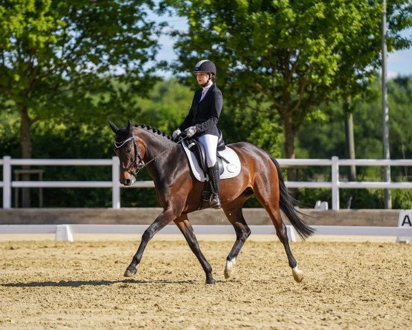 dressage horse Fiesta de Fontaine (Oldenburg, 2017, from Franklin)