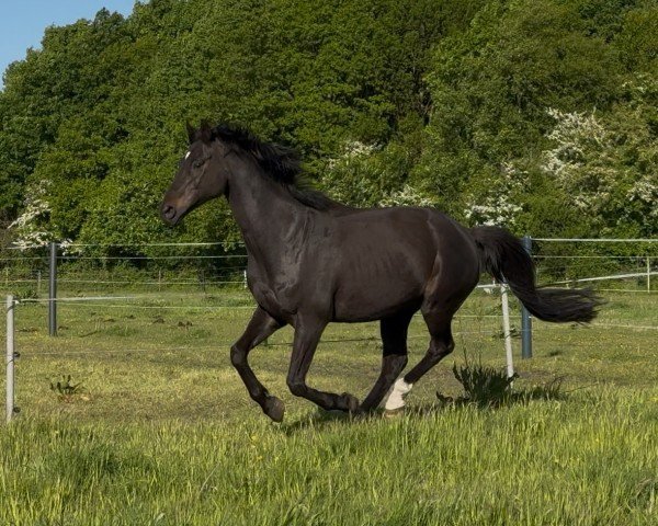 jumper Hilarius (Trakehner, 2008, from Lauries Crusador xx)