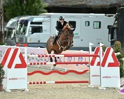 Springpferd Tmsh Lady Majella (Irish Sport Horse, 2014)