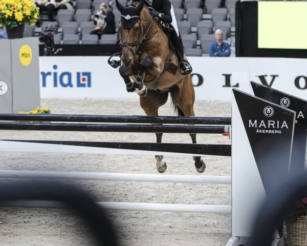 jumper Toulouse PP Z (Zangersheide riding horse, 2013, from Toulon)