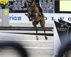jumper Toulouse Pp Z (Zangersheide riding horse, 2013, from Toulon)