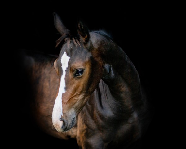 jumper Defoe (Holsteiner, 2024, from Dourkhan Hero Z)