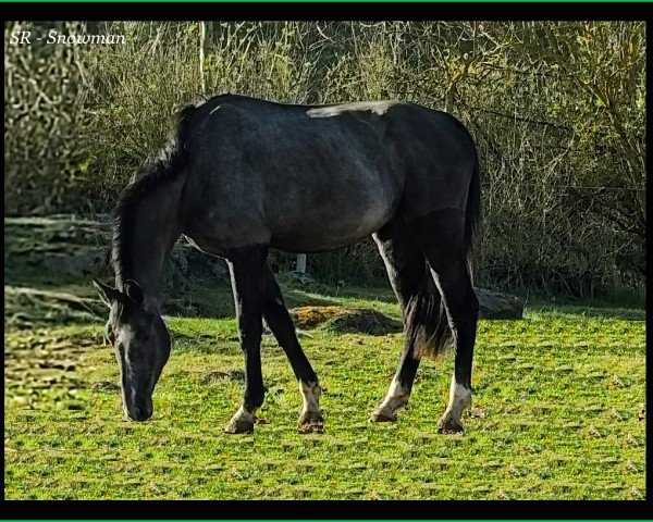 jumper SR - Snowman (Zangersheide riding horse, 2021, from Leandro Vg)