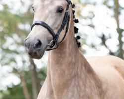 Zuchtstute Barones Cocoxanne (Nederlands Rijpaarden en Pony, 2007, von Baron)