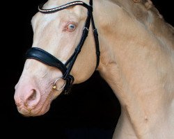 stallion Baron (Czech Warmblood, 1992, from Burbon)