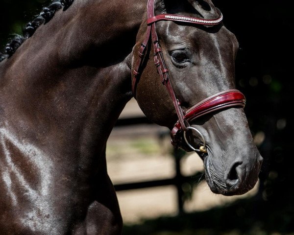 broodmare Charming Oxanne Barones (Nederlands Rijpaarden en Pony, 2013, from Charmeur)