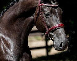 Zuchtstute Charming Oxanne Barones (Nederlands Rijpaarden en Pony, 2013, von Charmeur)