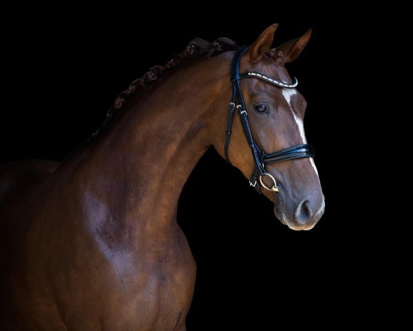 dressage horse Dixi Barones (KWPN (Royal Dutch Sporthorse), 2017, from Don Deluxe)