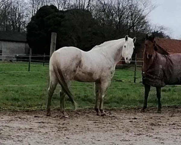 Pferd Graymann (Quarter Horse, 2003)