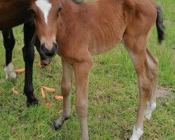 Springpferd McCools First Choice (Deutsches Reitpferd, 2021, von For Planet)