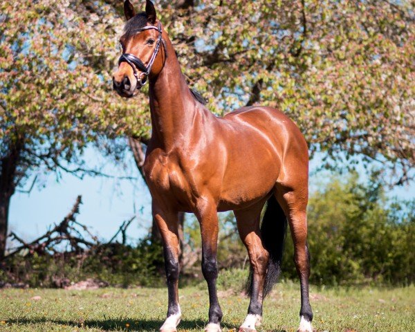 jumper Lone Star's little Miss Sunshine (German Sport Horse, 2012, from Lone Star)