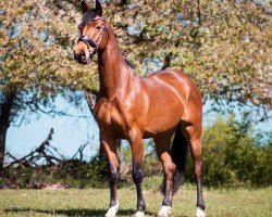 Springpferd Lone Star's little Miss Sunshi (Deutsches Sportpferd, 2012, von Lone Star)