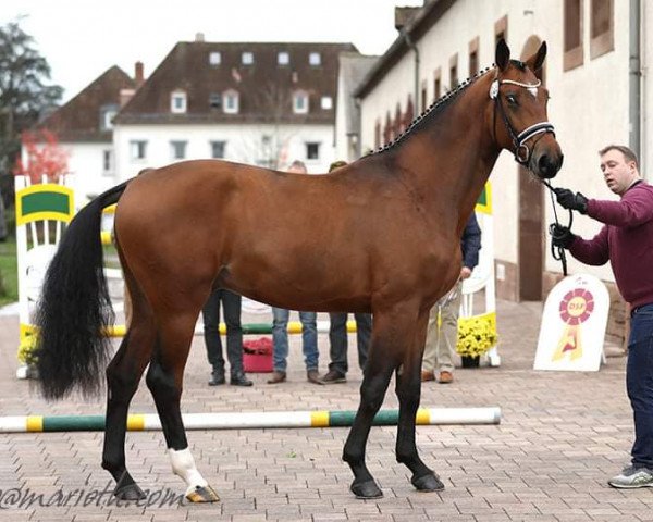 jumper Ld Conquest of Paradise (German Sport Horse, 2017, from Cullinan du Borget B)