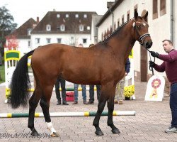 Springpferd Ld Conquest of Paradise (Deutsches Sportpferd, 2017, von Cullinan du Borget B)