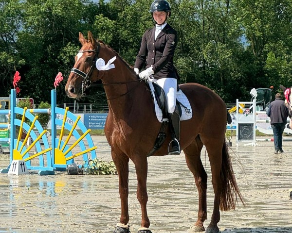 dressage horse Don Athello (Hanoverian, 2015, from Donatus)