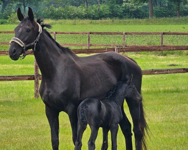 broodmare Sonne (Oldenburg, 2015, from San Amour I)
