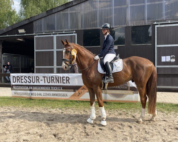 Dressurpferd Didi Deluxe (Hannoveraner, 2020, von Da Costa)