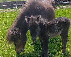 horse Lottenhofs Esmeralda (Shetland Pony (unter 87 cm), 2021, from Skäpperöds Ulysses)