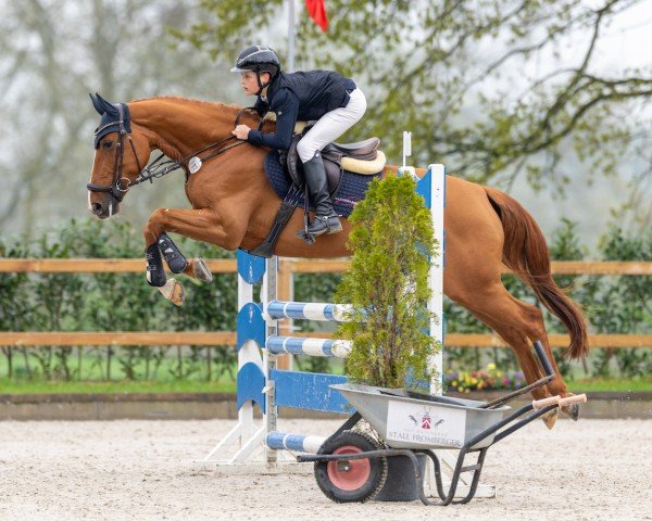 broodmare Leleena von der Söhr (Holsteiner, 2018, from Manchester van't Paradijs)