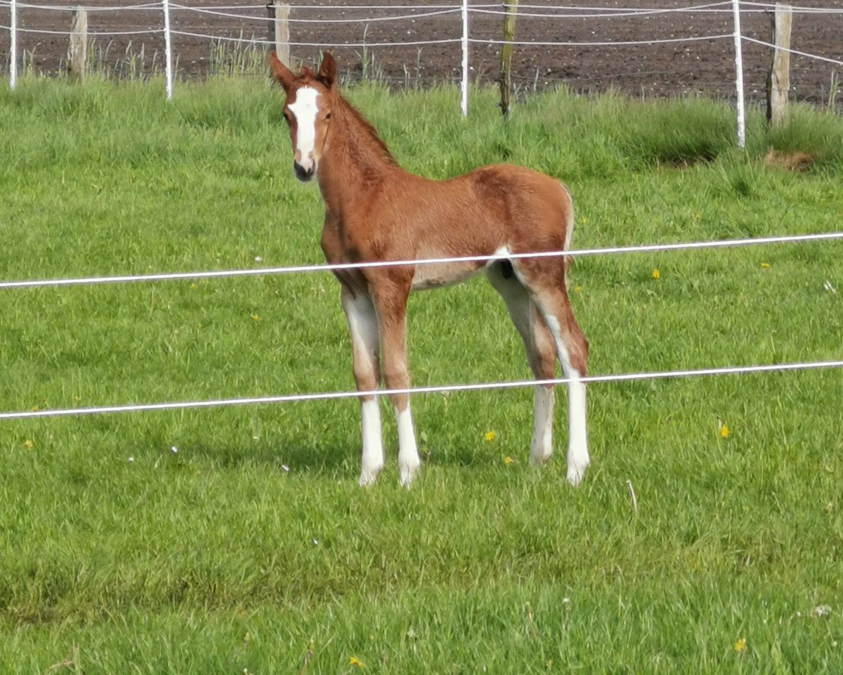 dressage horse Crusader 7 (Trakehner, 2010, from Lord Luciano 2)