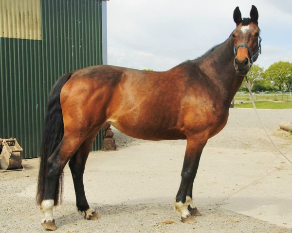 broodmare Cuba Libre I (Holsteiner, 2010, from Nekton)
