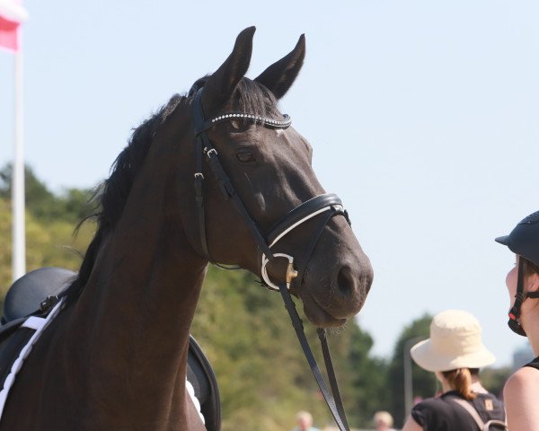 dressage horse Salina la Santa (Westphalian, 2010, from Sarkozy 3)