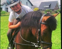 dressage horse Shirly 26 (Pony without race description, 2006)