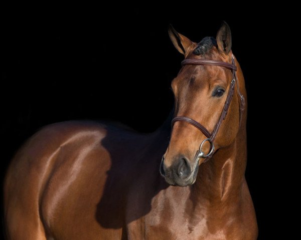 stallion Ludovicus (KWPN (Royal Dutch Sporthorse), 2016, from Edinburgh)