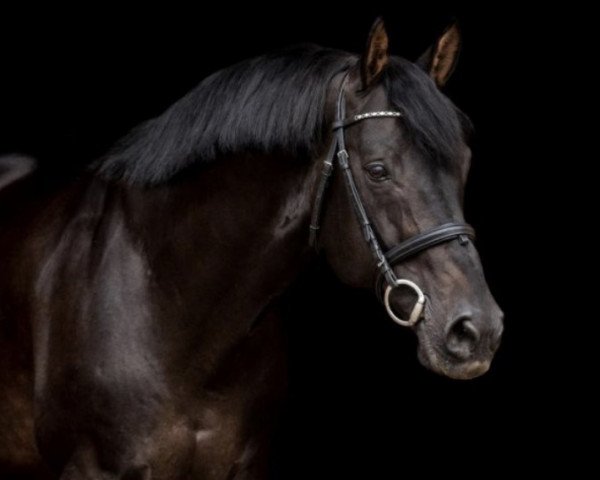 stallion Vleut (Royal Warmblood Studbook of the Netherlands (KWPN),  , from Quick Star)