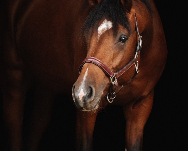 dressage horse Emilio (Oldenburg, 2019, from Erdinger)