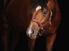 dressage horse Emilio (Oldenburg, 2019, from Erdinger)