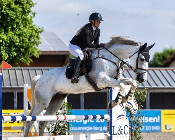 jumper Caja van Ellenberg (Oldenburg show jumper, 2015, from Calido I)