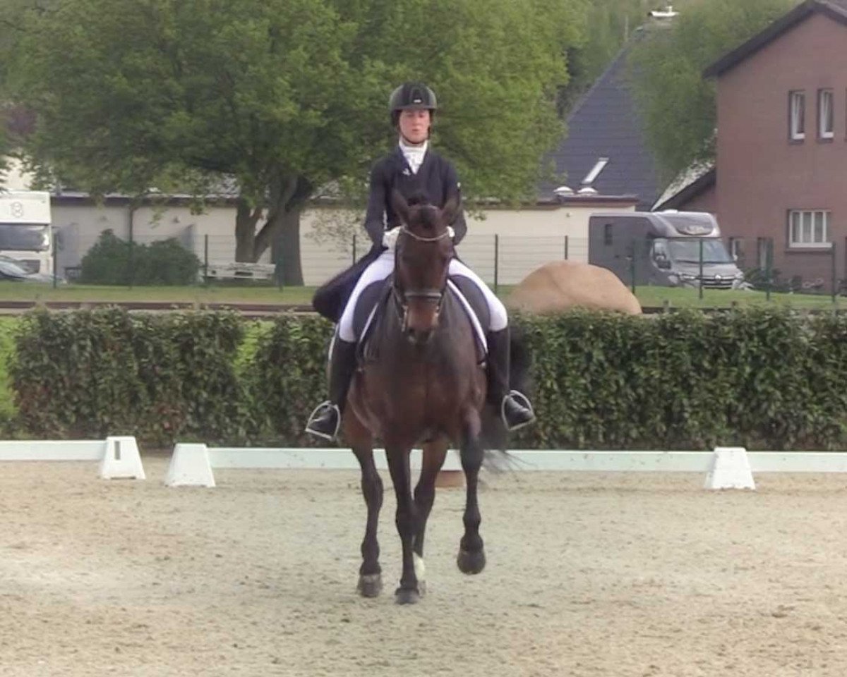 dressage horse Edmonton (KWPN (Royal Dutch Sporthorse), 2009, from Jazz)