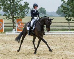 Zuchtstute Straight Horse Ascenzione (Dänisches Warmblut, 2013, von Zack)