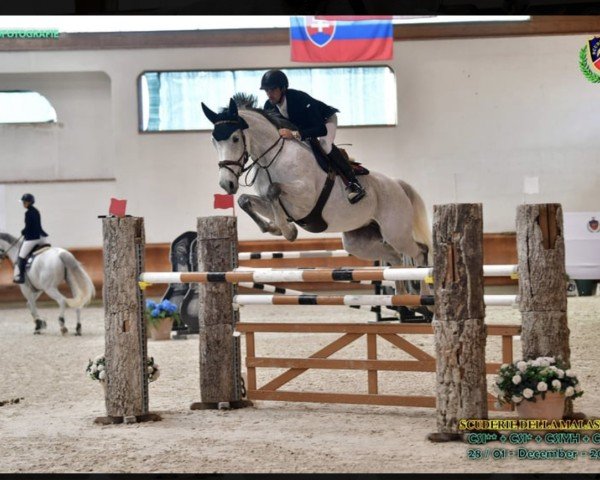 jumper Mabelle (Belgian Warmblood, 2012, from Zilverstar T)