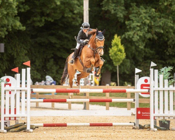 jumper Smart And Easy (Holsteiner, 2019, from Sandro Boy)
