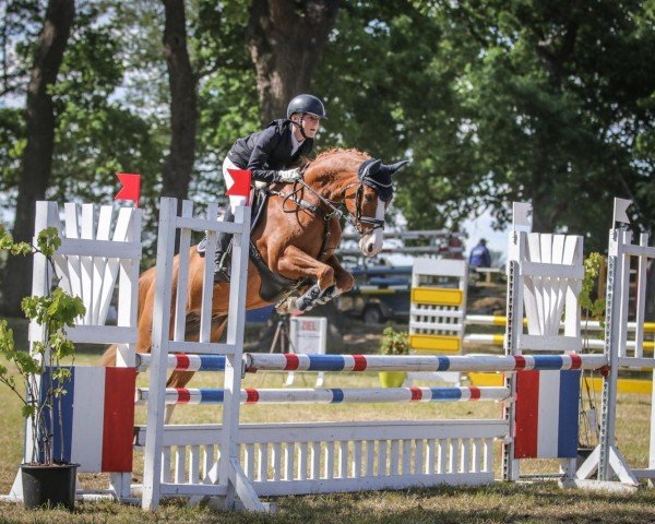 jumper Mandolino 15 (German Riding Pony, 2015, from The Braes My Mobility)