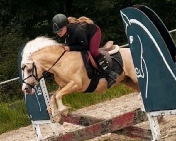 stallion Leybuchts Vivaldi (Welsh mountain pony (SEK.A), 2004, from Polaris Victor)