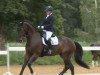 dressage horse Foundition (Hanoverian, 2014, from Foundation 2)