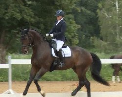 dressage horse Foundition (Hanoverian, 2014, from Foundation 2)