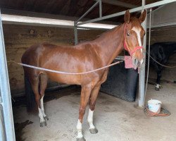 Zuchtstute Rosaline of Ballmore (Belgisches Warmblut,  , von Kannan)