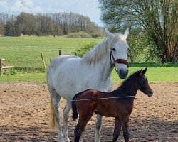 jumper Marillion Z (Zangersheide riding horse, 2021, from Mumbai)