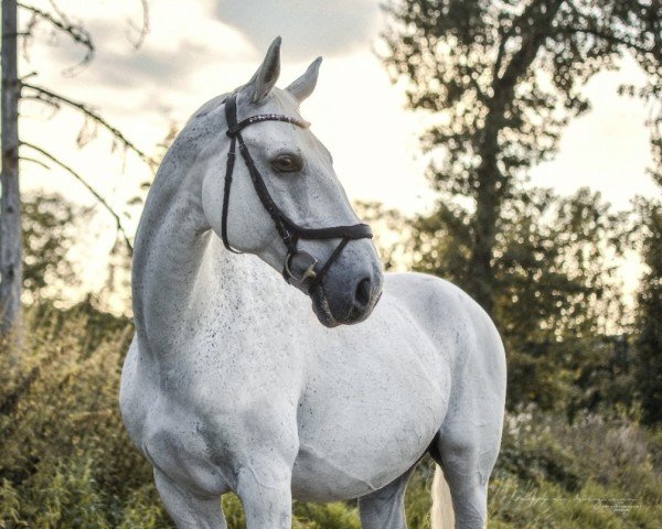 horse Amigo (German Sport Horse, 2005, from Amicello)